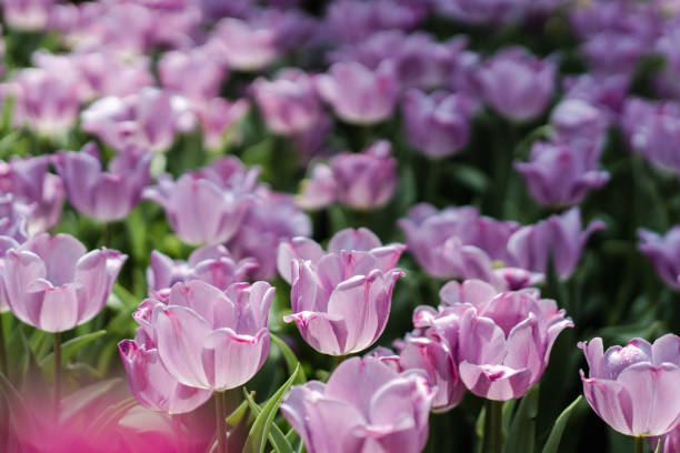 istock Purple Tulip Flower Field 1347421979