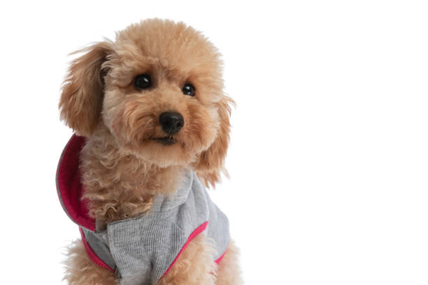istock beautiful caniche dog looking at the camera 1347421999