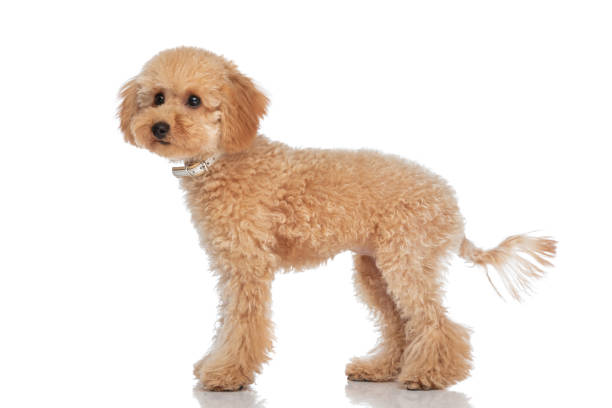 istock adorable caniche dog looking away and wearing a collar 1347422075