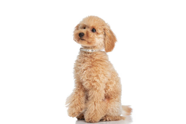 istock sweet caniche dog sitting against white background 1347422210