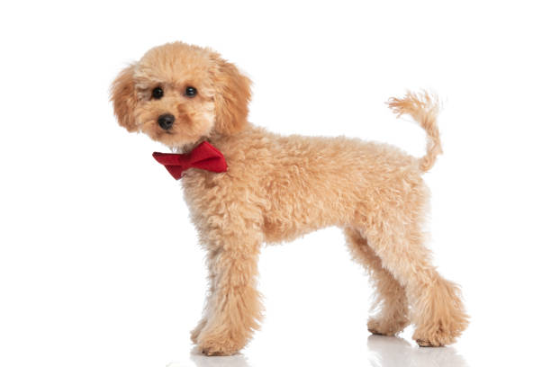 side view of a beautiful caniche dog posing with a red bowtie at his neck against white background