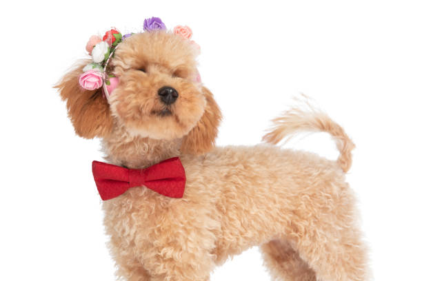 istock caniche dog having his head full of flowers 1347422432