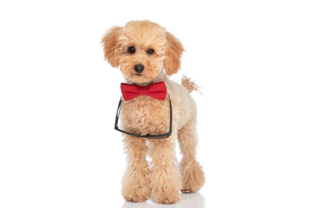 istock cool caniche dog wearing sunglasses and a red bowtie 1347422526