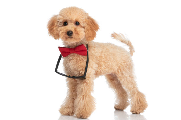 istock cute poodle dog posing with his sunglasses and bowtie 1347422537