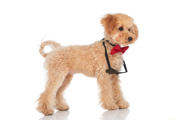istock caniche dog looking away and wearing sunglasses 1347422583