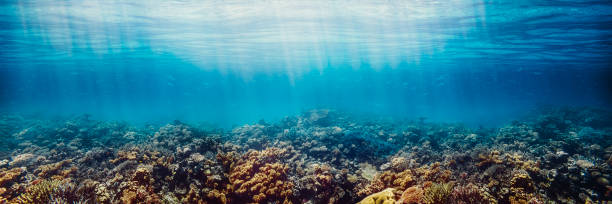 istock Underwater coral reef on the red sea 1347422655