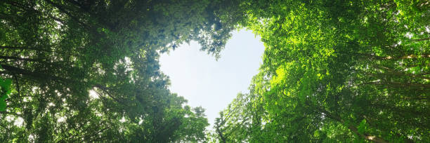 istock panorama spring forest trees. nature green wood sunlight backgrounds. 1347422665