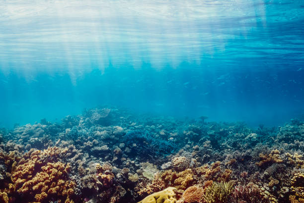 istock Underwater coral reef on the red sea 1347422735