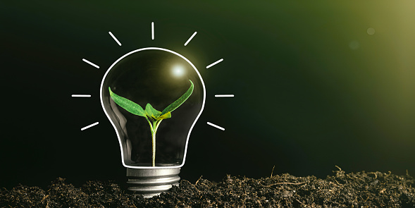 Concept image of a light bulb on the ground with a plant inside,