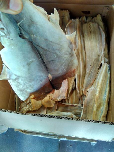 istock Salted baby shark 1347423748