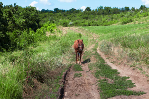 cavallo marrone in piedi sulla strada di campagna - lost horse valley foto e immagini stock