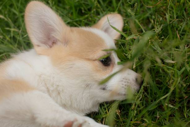 istock Corgi Puppy 1347425173