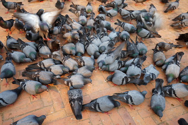istock Group of pigeons on the ground 1347426199