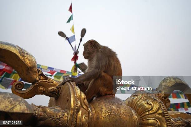 Monkey Sitting On Swayambhunath Building Temple And Sculture Kathmandu Nepal Stock Photo - Download Image Now