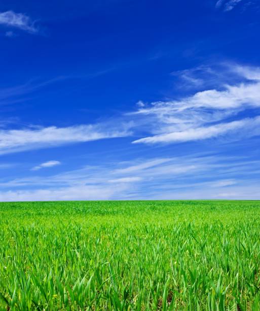 istock green field by a bright day 1347427891