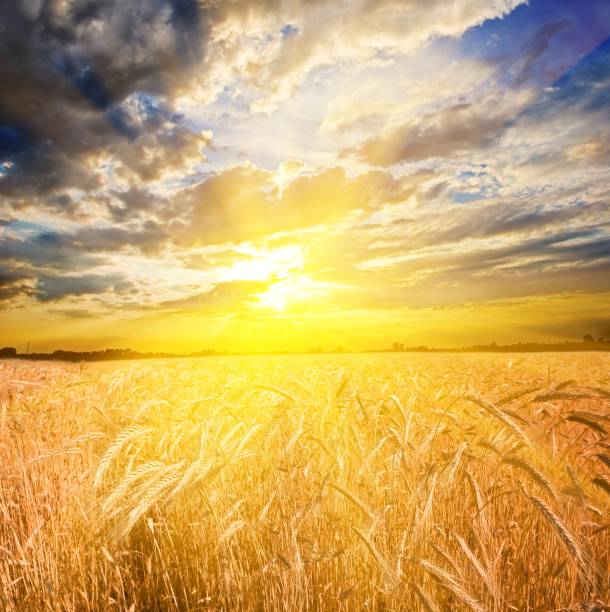 istock majestic sunset in a wheat field 1347427941