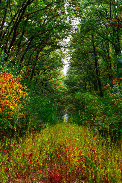 istock Walking in the woods 1347429303