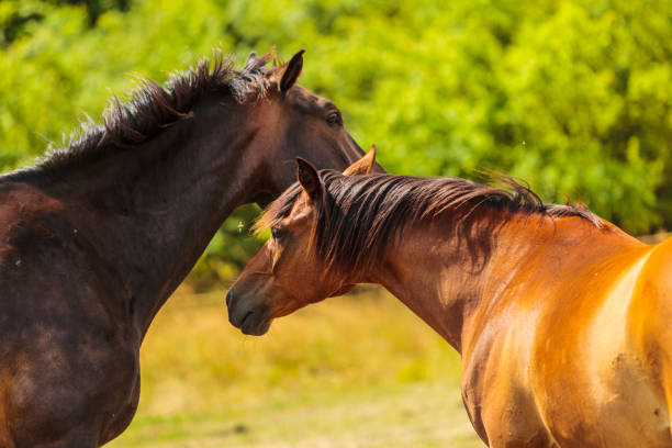 istock Two brown wild horses on meadow field 1347429865