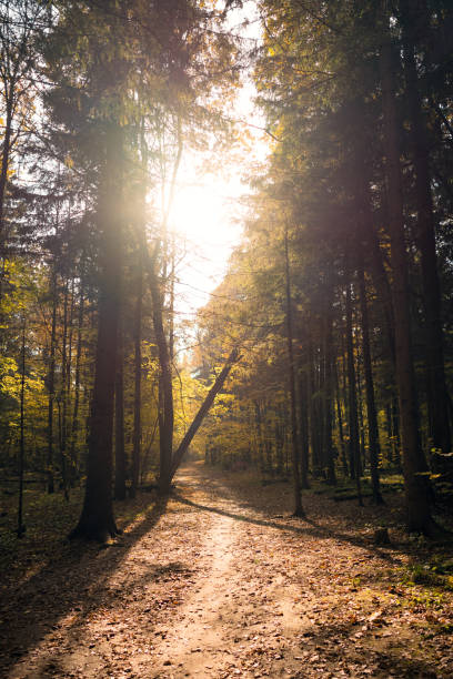 istock Sunny autumn day in forest 1347430745