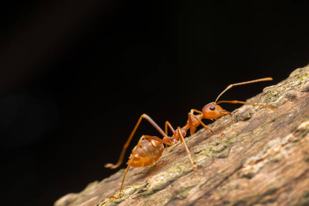 mrówka ognia na gałęzi w naturze zielona - anthill macro ant food zdjęcia i obrazy z banku zdjęć