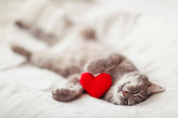 gatto giace su un letto bianco e dorme con le zampe distese - heart shape healthy lifestyle valentines day romance foto e immagini stock