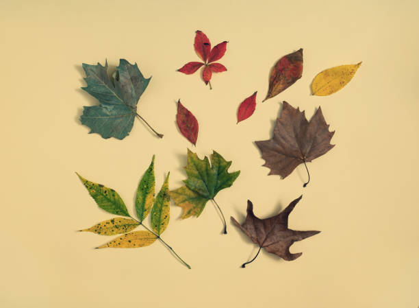 istock Autumn leaves lay down on pastel yellow background. Flat lay composition,  minimal autumn decorative concept 1347432577