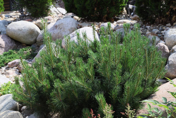 istock Small spruce in park design among stones 1347433137