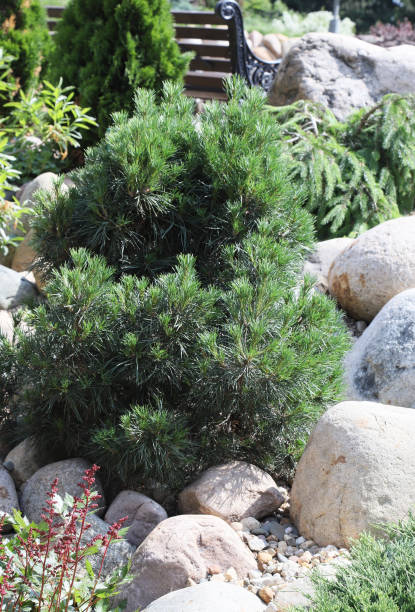 istock Small spruce in park design among stones 1347433138