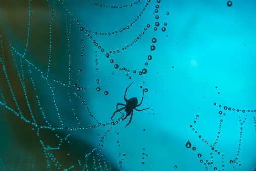Close-up of strands of spider web with dew drops. Yellow silhouette of yellow and blue lights in fog. Fall in the line against the light