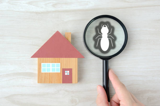 Discovering termite living in house by magnifying glass Discovering termite living in house by magnifying glass termite stock pictures, royalty-free photos & images