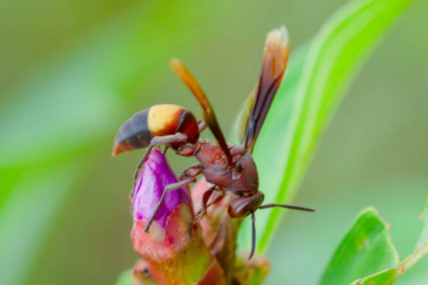 istock Wasps sitting in cells 1347436866
