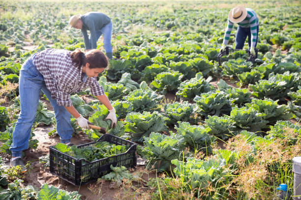 istock Positive woman harvesting fresh cabbage on field 1347436919