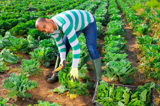 istock Hispanic farmer harvesting savoy cabbage on farm field 1347437168