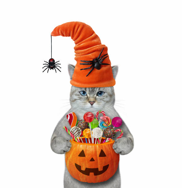istock Cat ashen in hat with spiders holds bucket 1347437227