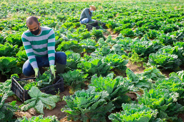 istock Man in mask harvesting cabbage on field 1347437329