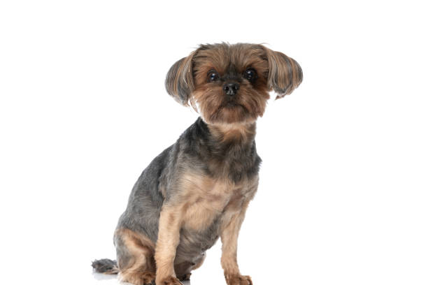 istock yorkshire terrier dog sitting and doing nothing, feeling bored 1347438170
