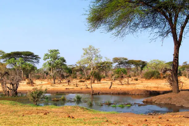 Forest Pond, Chobe National Park, Kasane, Botswana, Africa