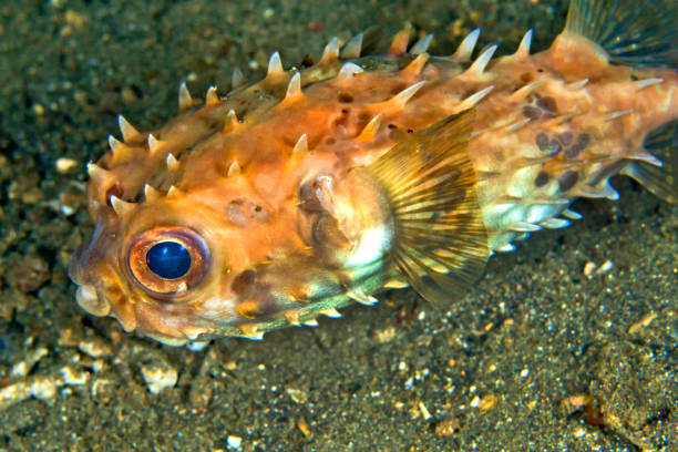 porcupinefish, lembeh, north sulawesi, indonesia - porcupinefish imagens e fotografias de stock