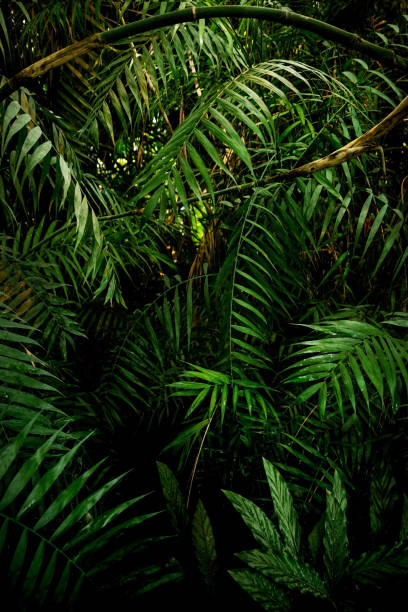 istock Green palm leaves in jungle, tropical background 1347443607