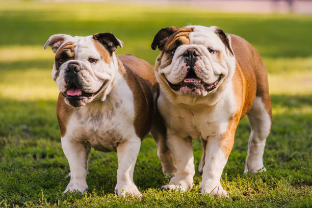 Two English Bulldogs dog puppy outdoors meeting Two English Bulldogs dog puppy outdoors meeting bulldog stock pictures, royalty-free photos & images