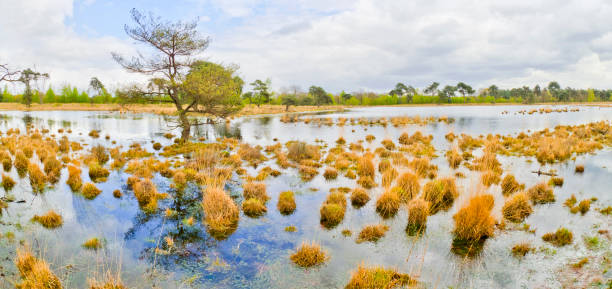 istock Lake Landscape, Strijbeekse Heide Nature Area, Netherlands 1347444503