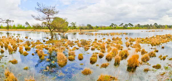 Lake Landscape, Strijbeekse Heide Nature Area, Noord-Brabant Province, Holland, Netherlands, Europe