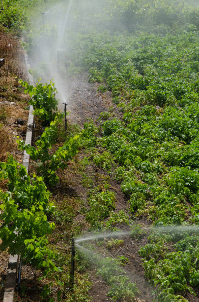 istock Irrigation of a potatoes cultivation. 1347444522