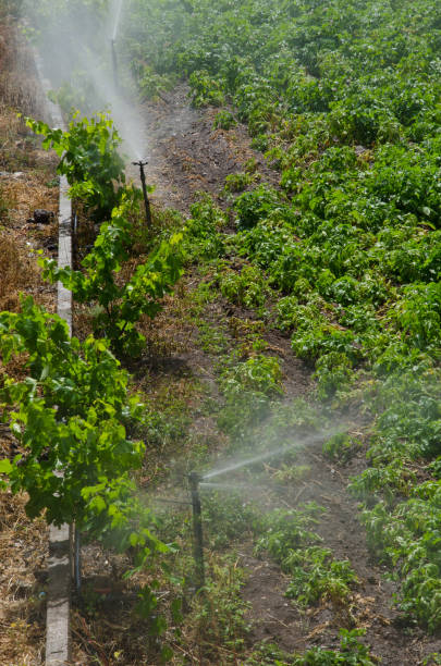 istock Irrigation of a potatoes cultivation. 1347444539