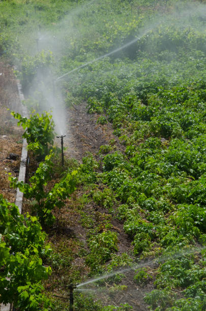 istock Irrigation of a potatoes cultivation. 1347444557