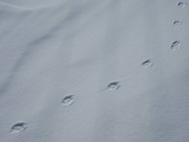 istock Animal footprints in snow 1347444686