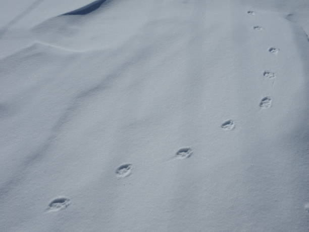 istock Animal footprints in snow 1347444690