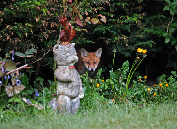 istock Urban fox cubs playing and exploring a garden 1347446103