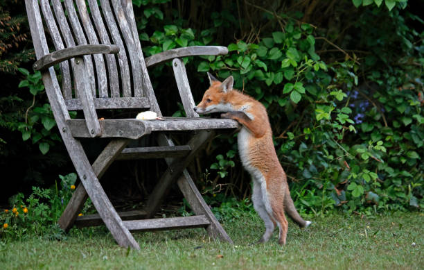 istock Urban fox cubs playing and exploring a garden 1347446227