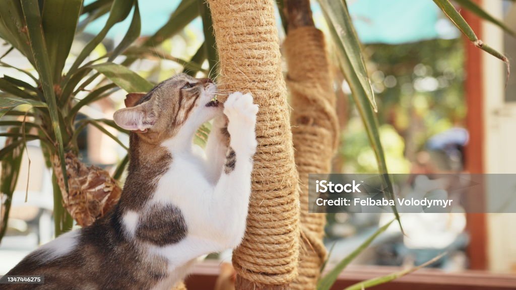 Playful cat scratching and sharpening claws on palm tree Playful fluffy cat scratching and sharpening claws on cord that tied around palm tree. Domestic animal outdoors. Warm sunny weather. Domestic Cat Stock Photo